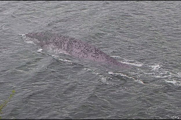 Photo du monstre du Loch Ness prise par Steve Challice/Cover Images/ABACAPRESS.COM