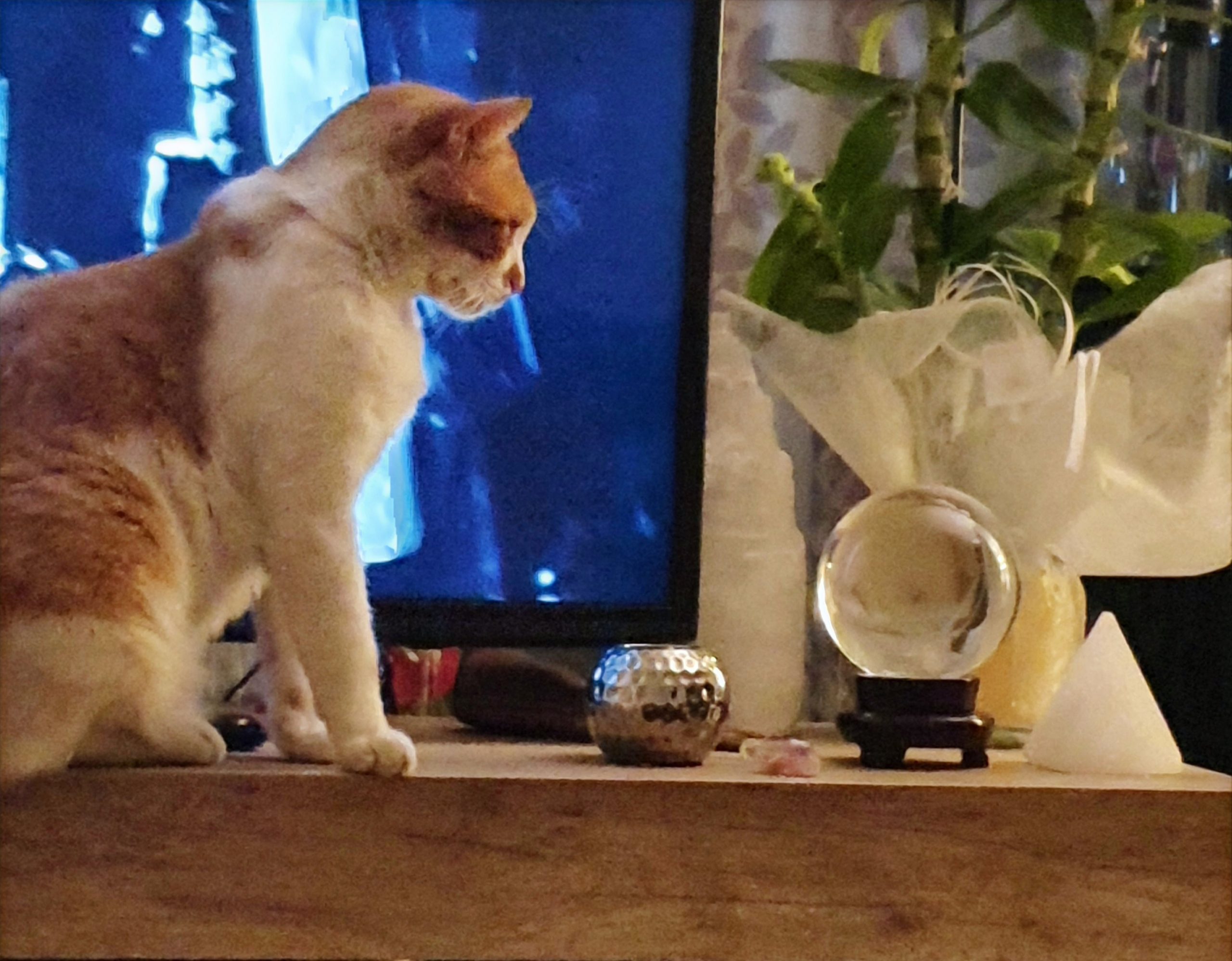 Balthazar, le chat de Sophie Vitali lisant dans la boule de cristal