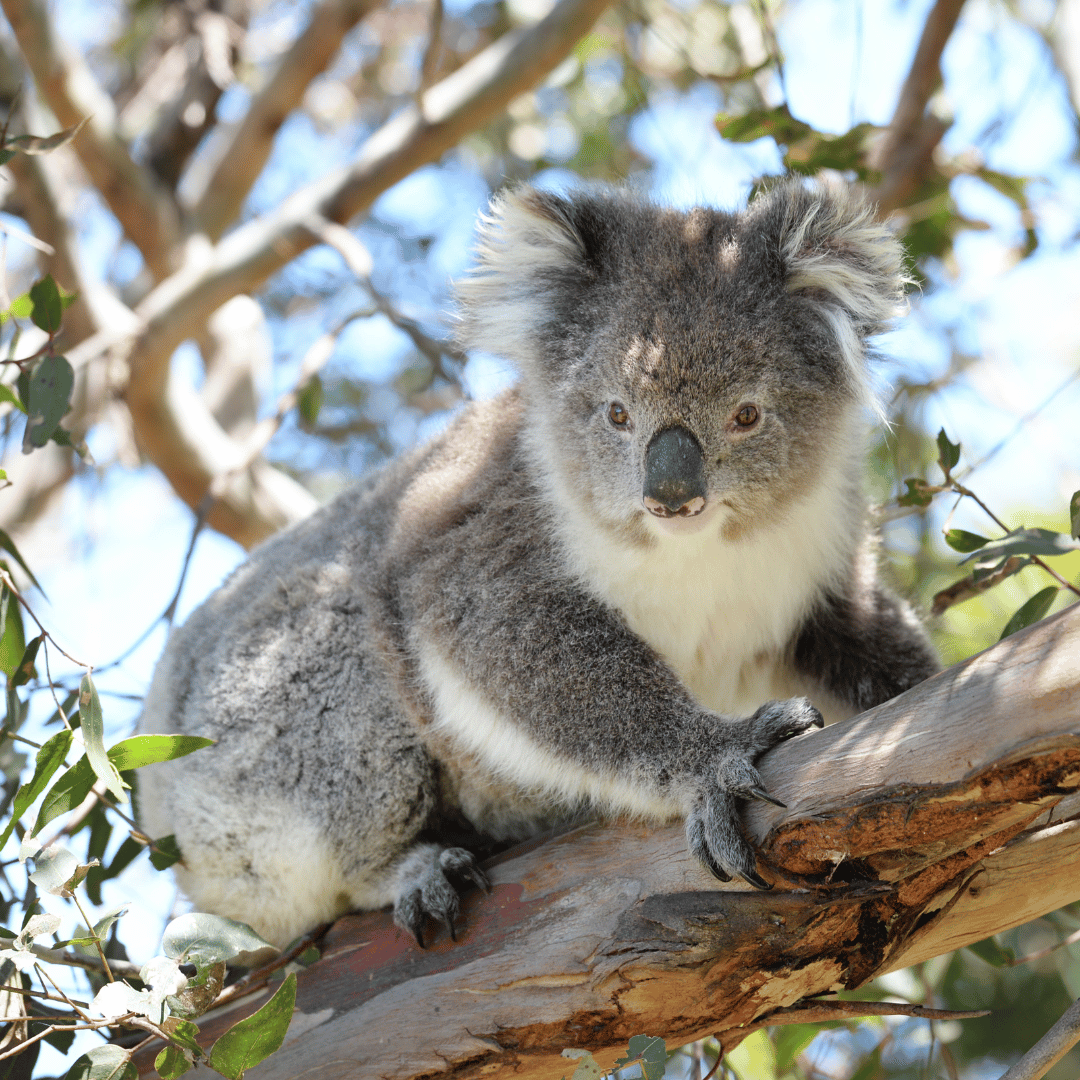 Le totem du koala symbolise la tranquillité, la protection, le bien-être et le bonheur. Le totem du koala vous aide à apprécier la vie et ses petits cadeaux. Il vous apprend la patience, la persévérance et favorise votre ouverture aux autres. Le totem du koala est un puissant protecteur spirituel qui aide à développer votre empathie pour ressentir les personnes qui vous entourent. Sa sociabilité et sa gentillesse vous aident à ouvrir votre cœur pour vivre dans l’amour en toute sécurité.