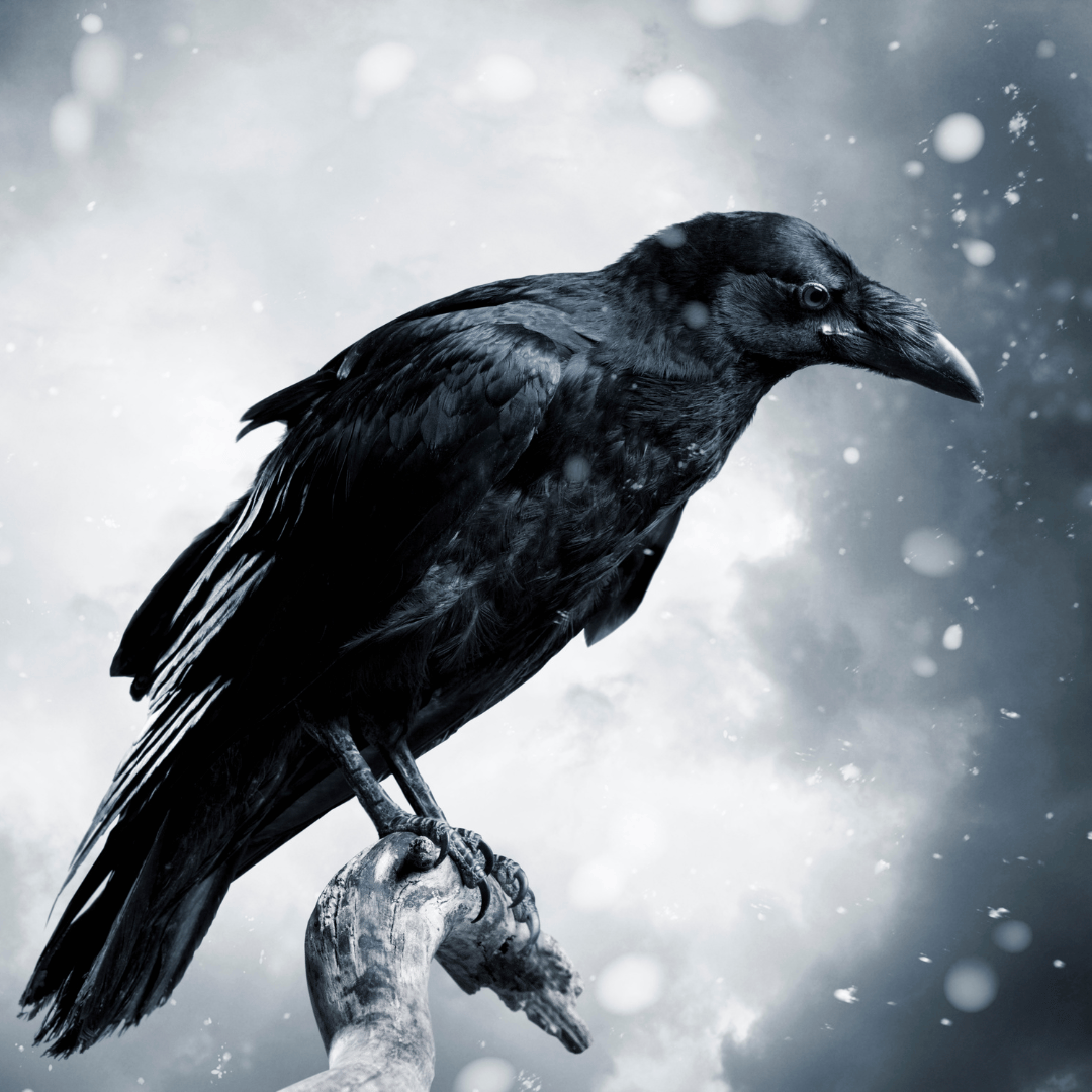 Le totem du Corbeau accompagne le signe astrologique de la Balance.