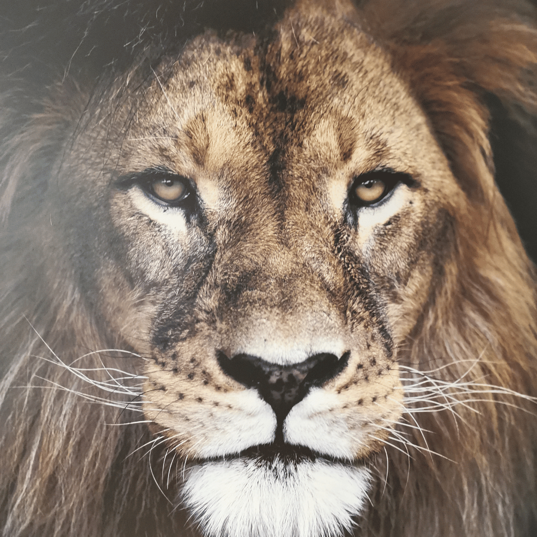 Le totem du lion : Il symbolise la force, les émotions fortes et une énergie intense. Associé au soleil, le lion partage avec vous son intelligence, son courage et vous aide à vaincre les difficultés en réduisant votre stress. C'est un puissant totem qui vous met en garde contre les situations menaçantes présentes sur votre chemin de vie.