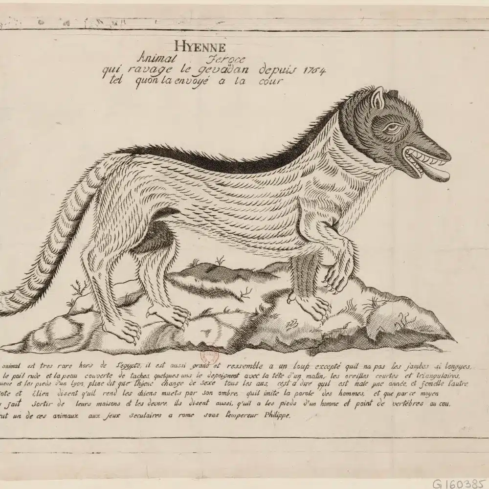 Estampe de 1765 représentant la Bête du Gévaudan comme une hyène féroce, d’après le portrait envoyé à la cour de Louis XV