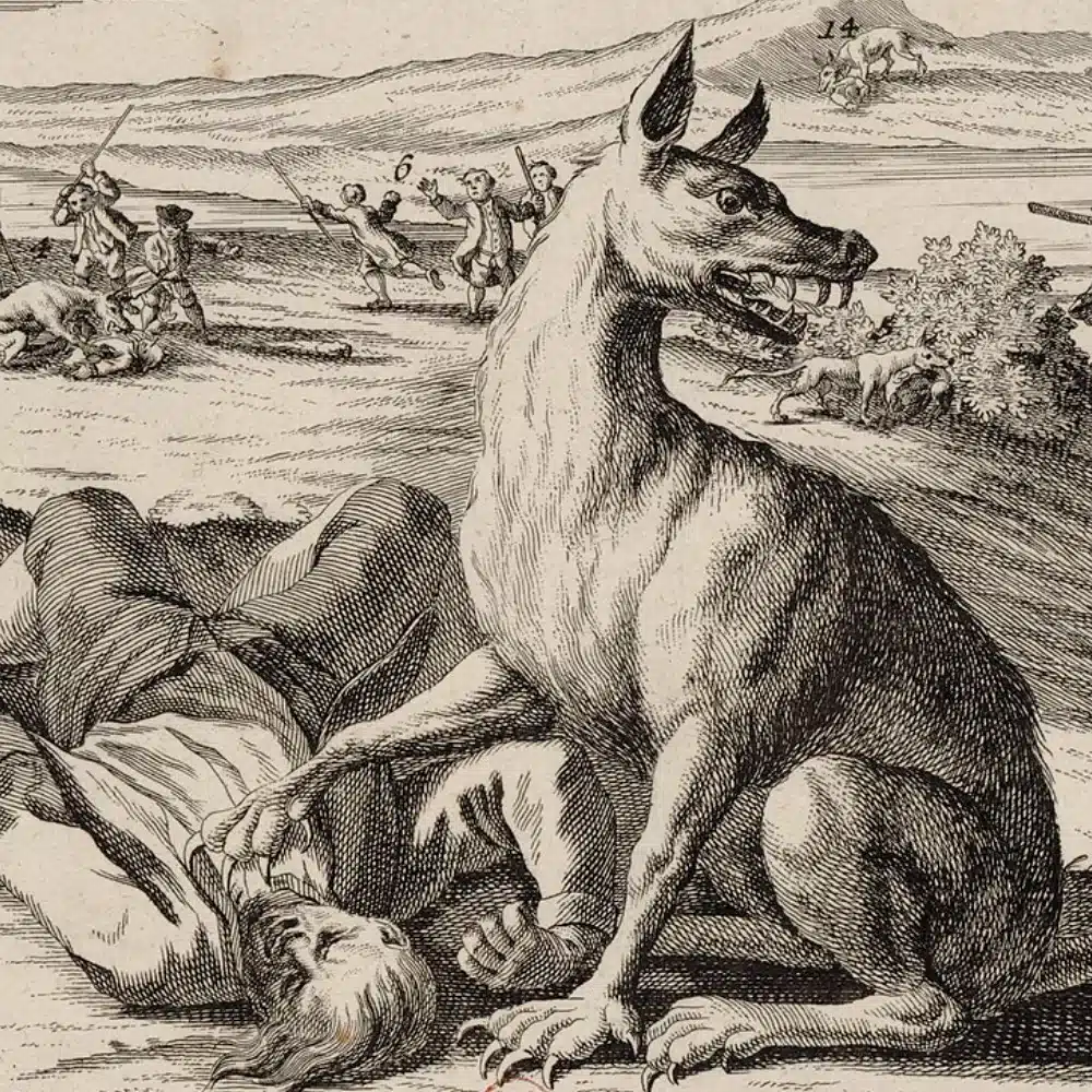 Estampe allemande de 1764 montrant la Bête du Gévaudan, sorte de grand loup, attaquant une jeune gardienne de troupeau dans la campagne