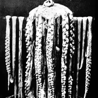 Photographie de 1874 d’un calmar géant entier suspendu au-dessus de la baignoire du pasteur Moses Harvey à Saint-Jean de Terre-Neuve, la région où se déroule la série Below