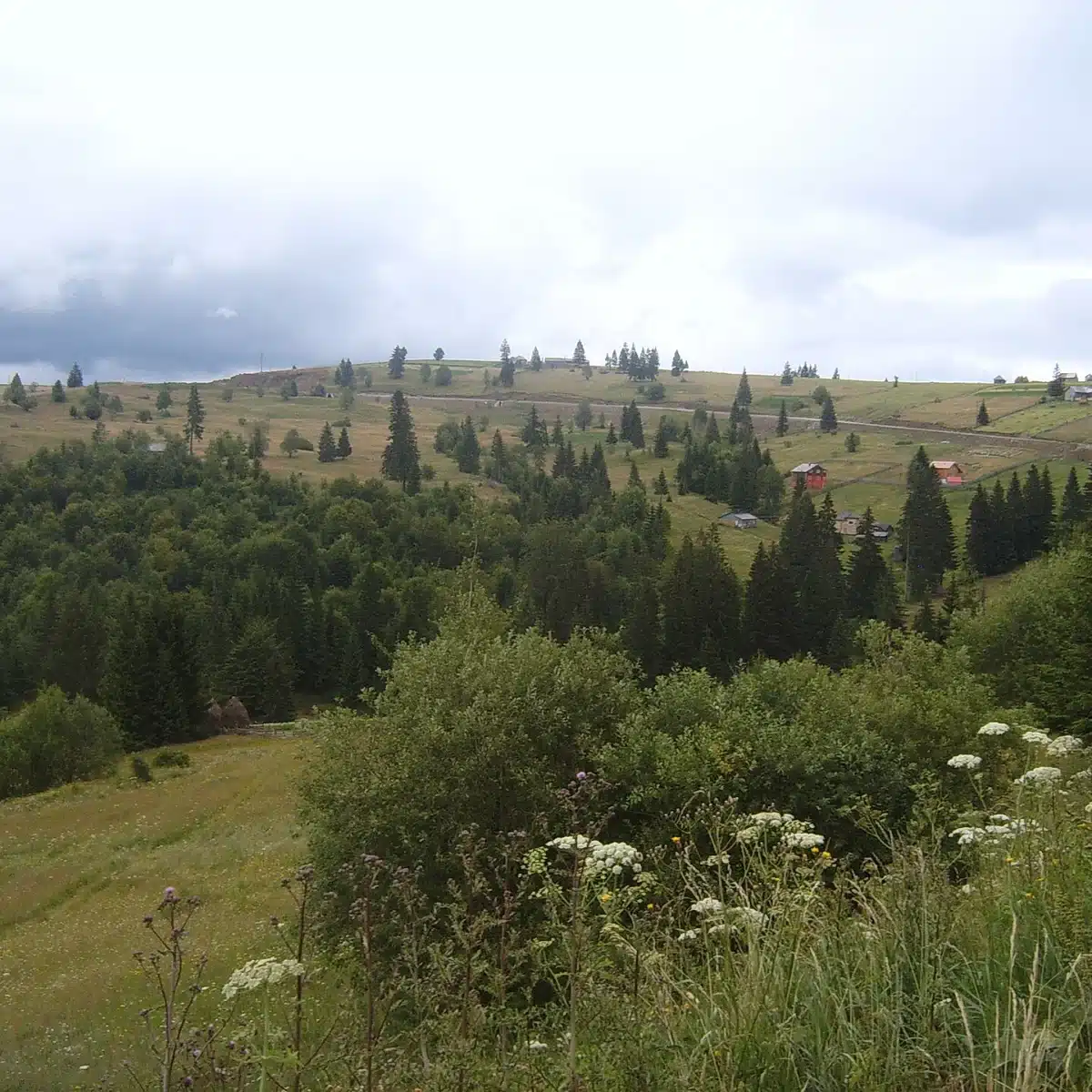 Paysage actuel du col de Tihuța, l’ancien col de Borgo dans les Carpates roumaines, où Jonathan Harker rencontre la calèche du comte dans le roman Dracula